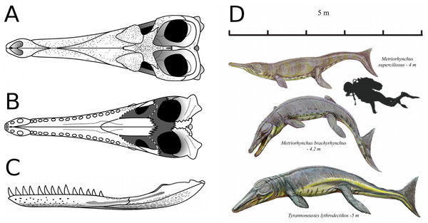 Tyrannoneustes lythrodectikos. Skull schematic reconstruction and life reconstruction.