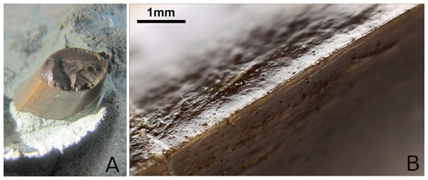 Tyrannoneustes lythrodectikos, dentition.