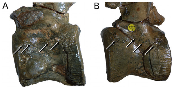 Tyrannoneustes lythrodectikos, NHMUK PV R3939. Vertebrae.