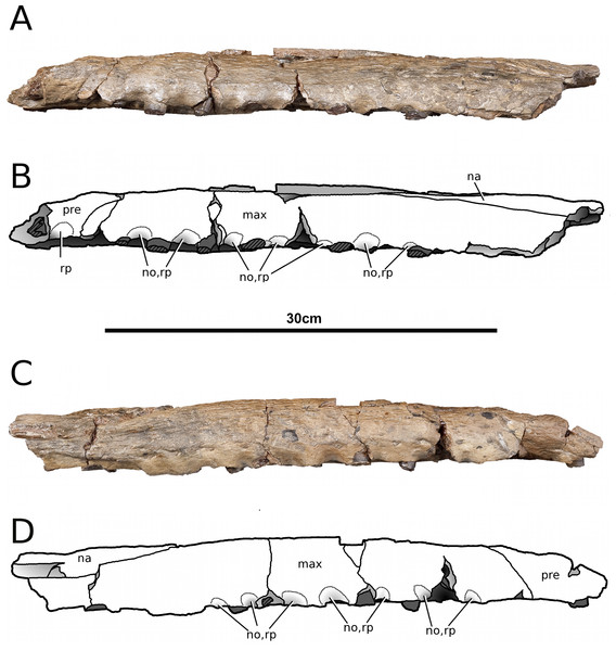 Tyrannoneustes lythrodectikos, NHMUK PV R3939. Skull, rostrum.