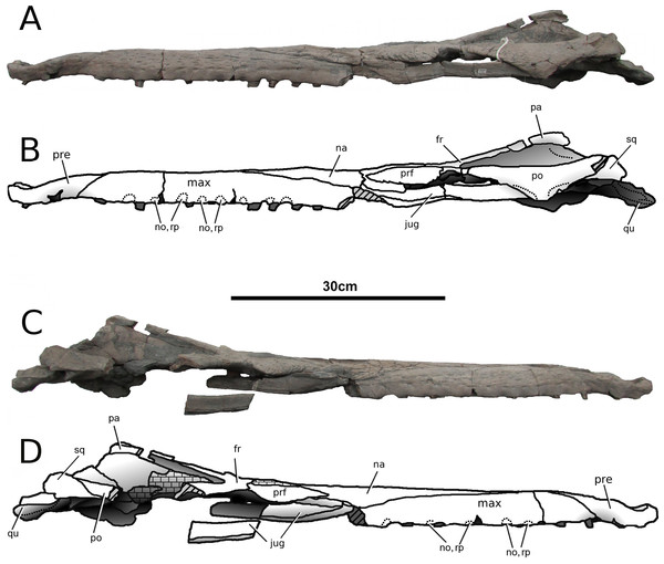Tyrannoneustes lythrodectikos, PETMG:R176. Skull.