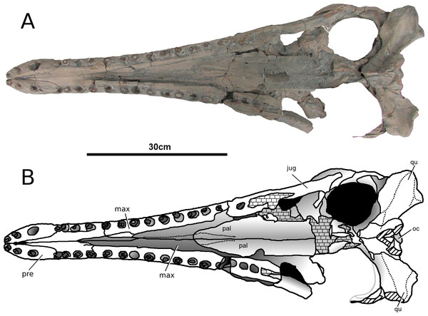 Tyrannoneustes lythrodectikos, PETMG:R176. Skull.