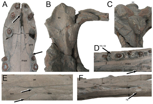 Tyrannoneustes lythrodectikos, PETMG:R176 and PETMG:R60. Specific details of skull and mandible.