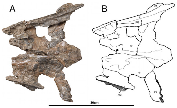 Tyrannoneustes lythrodectikos, NHMUK PV R3939. Skull, orbital area.