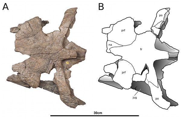 Tyrannoneustes lythrodectikos, NHMUK PV R3939. Skull, orbital area.