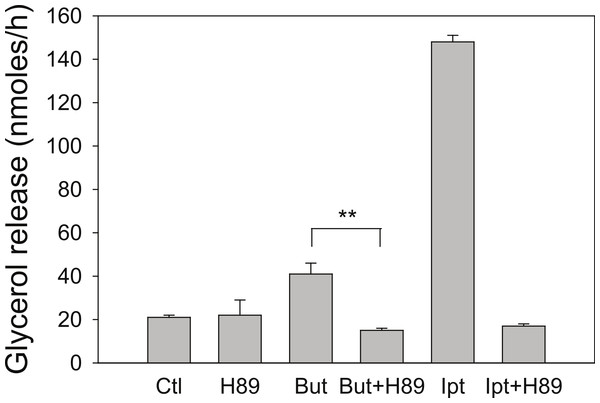 Effect of the PKA inhibitor H-89 on rates of lipolysis.