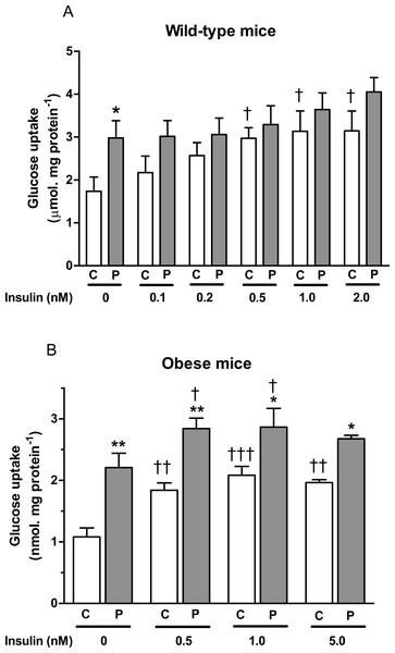 Effect of PAP-1 on glucose uptake in adipocytes of female (A) wild-type and (B) ob/ob C57Bl6 mice.
