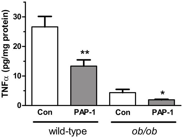 Effect of PAP-1 (3 µM) on TNFα secretion by adipocytes from female wild-type and ob/ob mice.