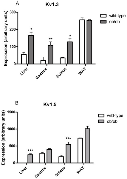Kv1.3 and Kv1.5 mRNA levels in liver, gastrocnemius, soleus and white adipose tissue of female (A) wild-type and (B) ob/ob mice.