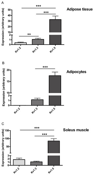 Relative expression of Kv1.2, Kv1.3 and Kv1.5 expression in (A) adipose tissue, (B) adipocytes and (C) soleus muscle of wild-type mice.