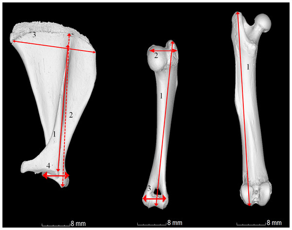 Gross anatomical photographs indicating measurements calculated.