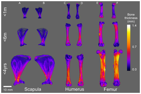 Micro-CT bone local thickness heat mapping reconstructions.