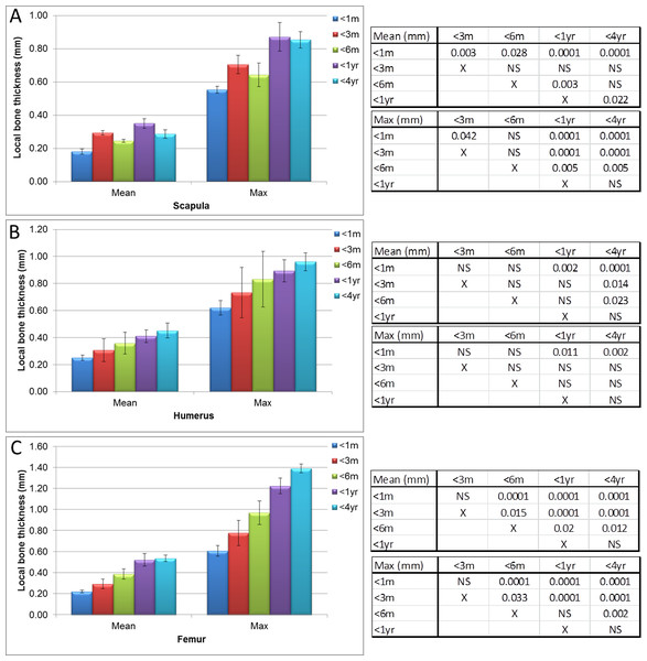 Micro-CT bone local thickness measurements.