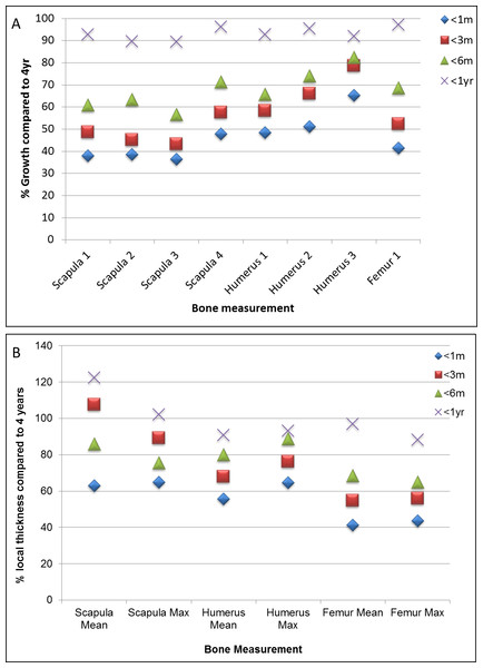 Bone growth and localised thickness throughout development.