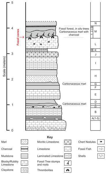 Stratigraphic log from showing position of the Great Dirt Bed within the Purbeck Formation as seen at Chicksgrove Quarry.