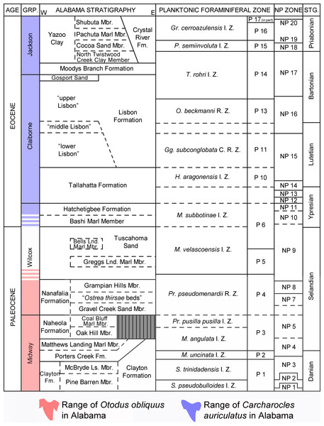 Paleocene and Eocene Stratigraphy of Alabama.