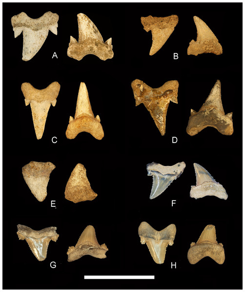 Otodus obliquus and Carcharocles auriculatus teeth from Alabama.