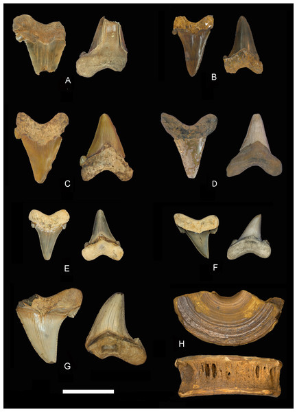 Carcharocles auriculatus teeth from Alabama.
