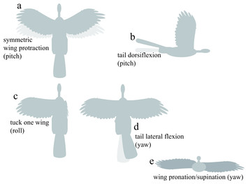 Shifts in stability and control effectiveness during evolution of ...