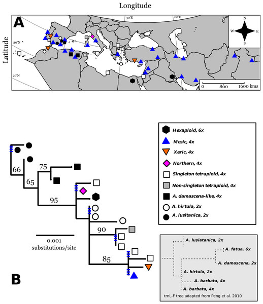 Map of Old World Avena accessions and cpDNA phylogeny juxtaposed with previous cpDNA phylogeny by Peng et al. (2010).