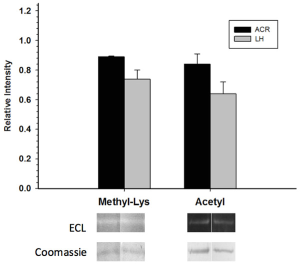 Posttranslational methylation and acetylation of EC and LT skeletal muscle GAPDH.