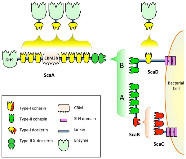 Model of previously studied A. cellulolyticus cellulosome architectures.