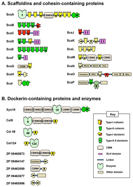 Modular architecture of A. cellulolyticus scaffoldins and cohesin-containing proteins (A), and dockerin-containing proteins and enzymes selected for the screen (B).