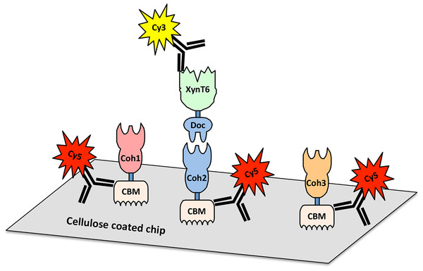 Scheme for cellulose-chip-based fluorescent antibody probing of cohesin–dockerin interactions.