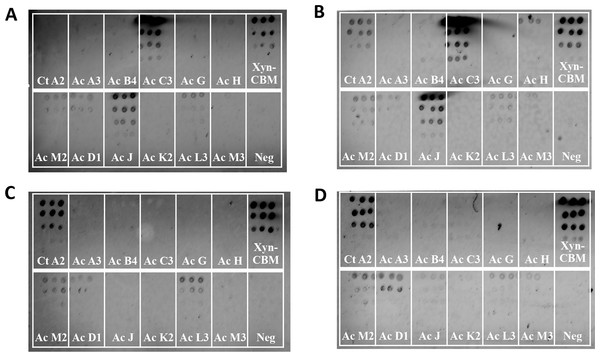 Test for cross-species cohesin–dockerin interactivity using lysate-derived dockerin or purified dockerin—representative examples.