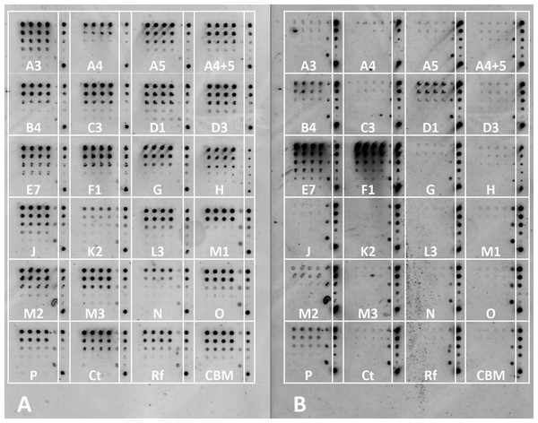 Example of a comprehensive cohesin library screening, using a type-II X-dockerin dyad as a probe.