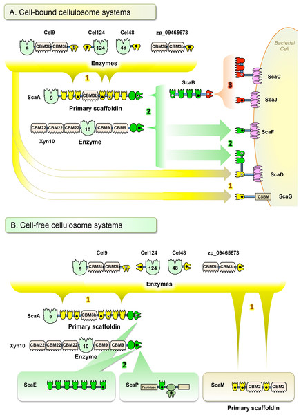 Architectural models of A. cellulolyticus cellulosome systems. (A) Cell-bound cellulosome systems. (B) Cell-free cellulosome systems.