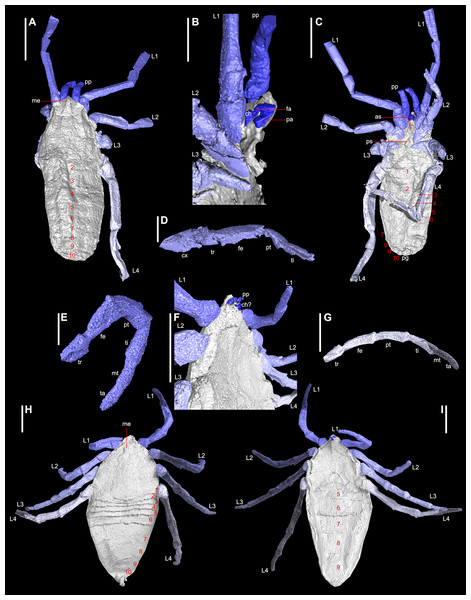 Digital visualisations of the haptopod Plesiosiro madeleyi (NHM I7923; (A)–(D)), and phalangiotarbid Goniotarbus angulatus (NHM In 22838; (E)–(I)).