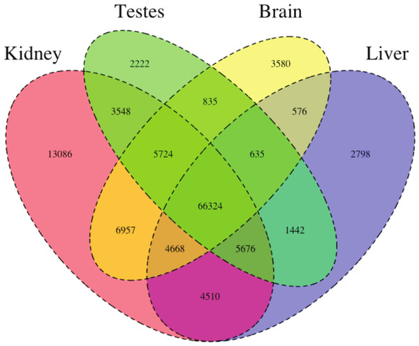 The Venn Diagram, which provides a visual representation of the overlap of expression of the four tissue types.