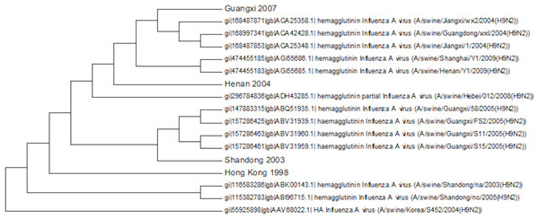 The swine amino acid phylogenetic tree.