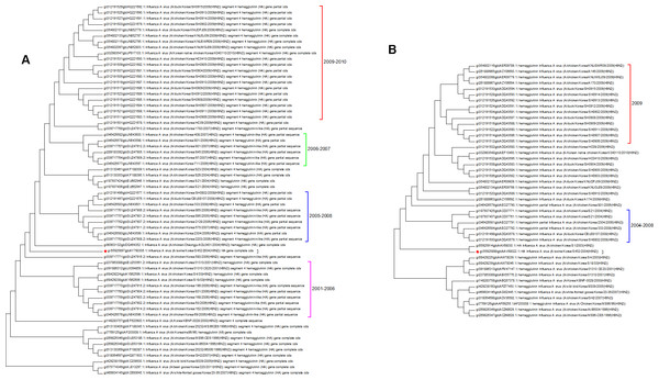 The Korean nucleotide and amino acid phylogenetic trees.