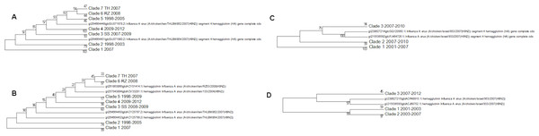 The Iranian and Israeli nucleotide and amino acid phylogenetic trees.