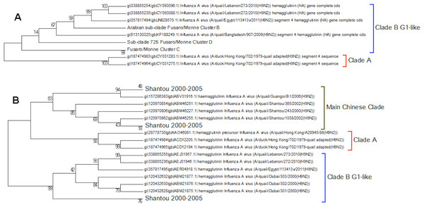 The qual nucleotide and amino acid phylogenetic trees.