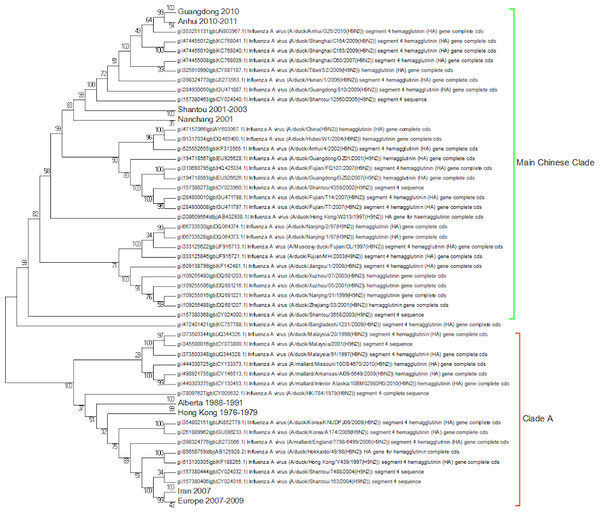 The duck nucleotide phylogenetic tree.