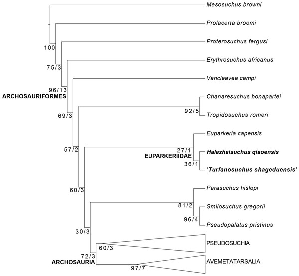 Phylogenetic position of Halazhaisuchus qiaoensis and ‘Turfanosuchus shageduensis’ nomen dubium.