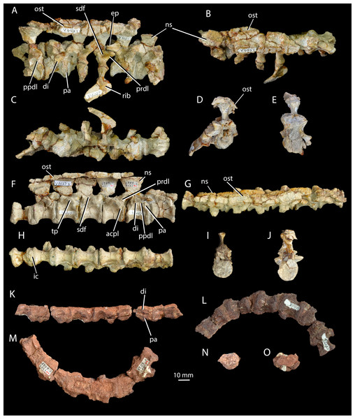 Cervical and dorsal vertebrae of Halazhaisuchus qiaoensis and cervical vertebrae of ‘Turfanosuchus shageduensis’ nomen dubium.