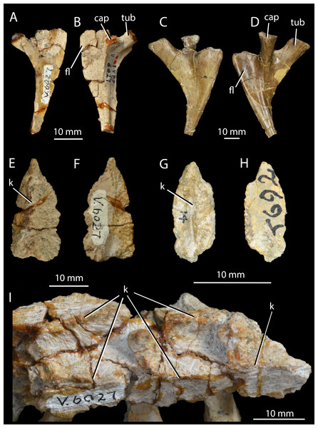 Ribs and osteoderms of Halazhaisuchus qiaoensis compared with other taxa.