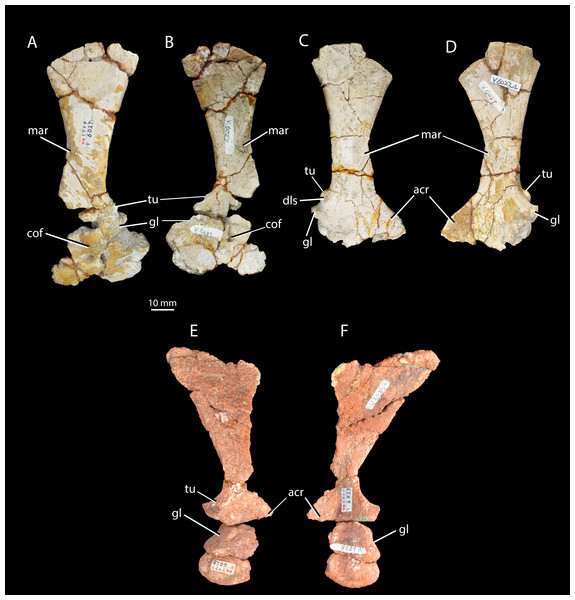 Scapulae and coracoids of Halazhaisuchus qiaoensis and ‘Turfanosuchus shageduensis’ nomen dubium.