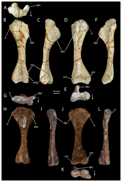 Right humeri of Halazhaisuchus qiaoensis and ‘Turfanosuchus shageduensis’ nomen dubium.