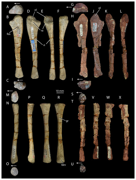 Right forelimb epipodials of Halazhaisuchus qiaoensis and ‘Turfanosuchus shageduensis’ nomen dubium.