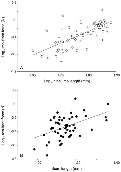 Scatter plots illustrating the relationships between morphology and the peak resultant force for female (A) and male (B) frogs.