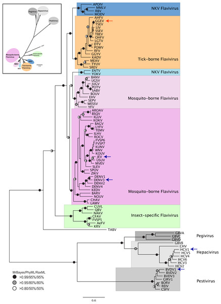 Phylogenetic reconstruction of Flaviviridae concatenated NS3 helicaseand NS5 RdRP protein sequences.