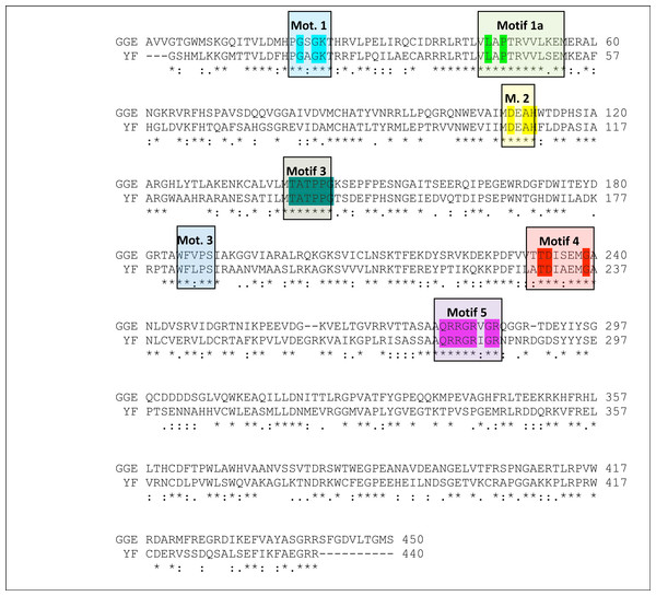 Sequence alignment between the Greek Goat Encephalitis viral NS3 helicase and the corresponding sequence of the crystal structure of Yellow Fever NS3 helicase.