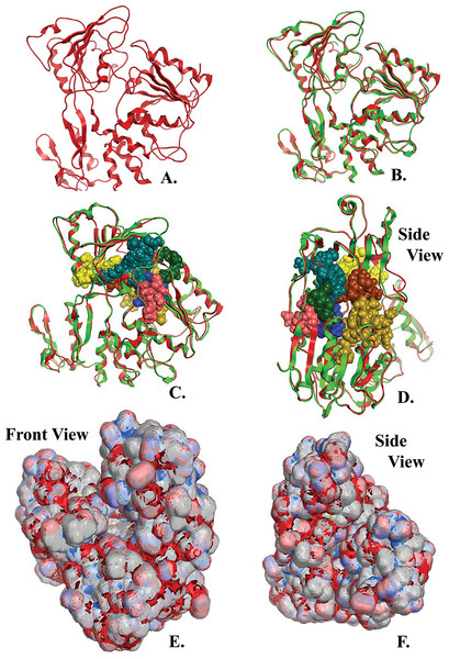 NS3 Model of the Greek Goat Encephalitisvirus helicase.