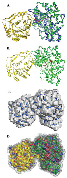 NS5 Model of the Greek GoatEncephalitis virus RdRP.