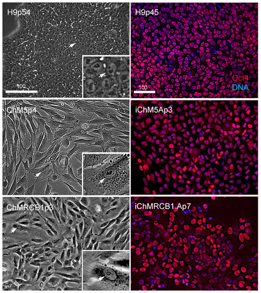 Characterization of parental cells and candidate colonies.